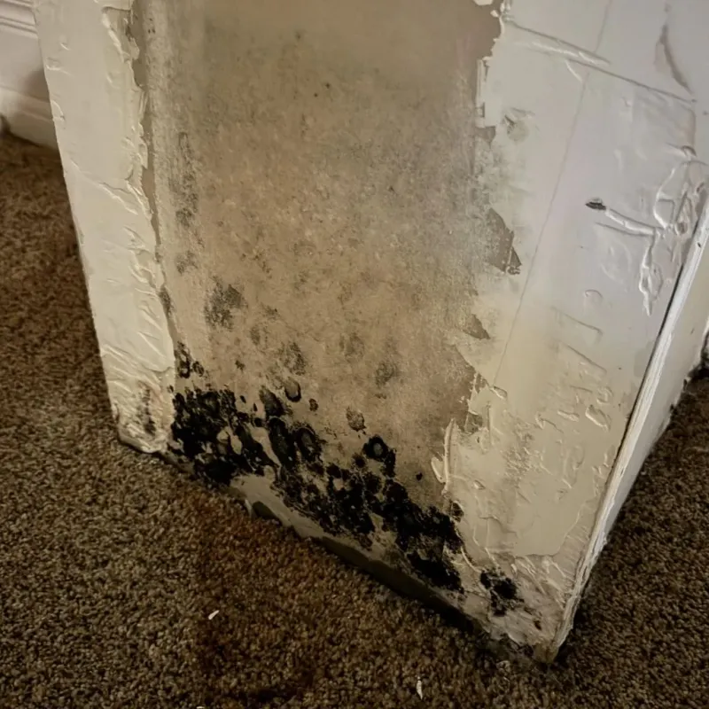 Professional Mold Removal in Henry County, VA